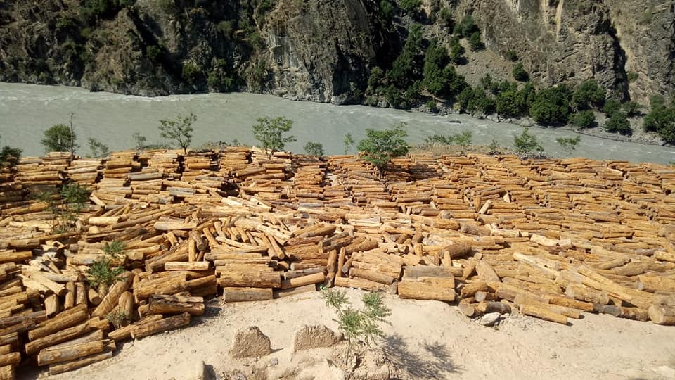 Timber graveyard