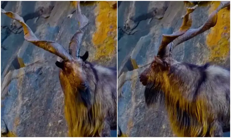 Khyber Pakhtunkhwa government earns record revenue from markhor hunting permits